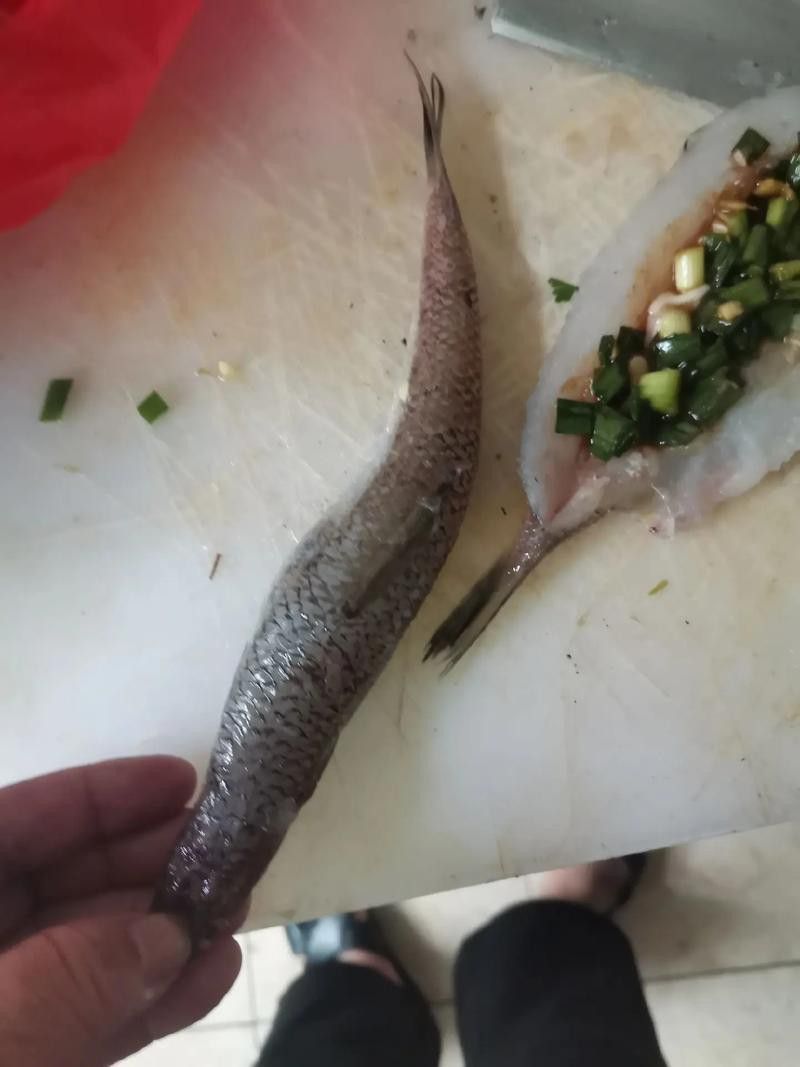 北海葵龍魚是什么魚種圖片