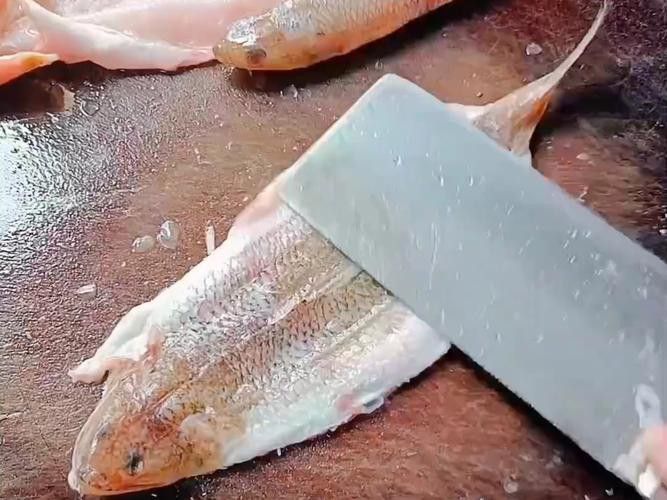 北海葵龍魚是什么魚種圖片