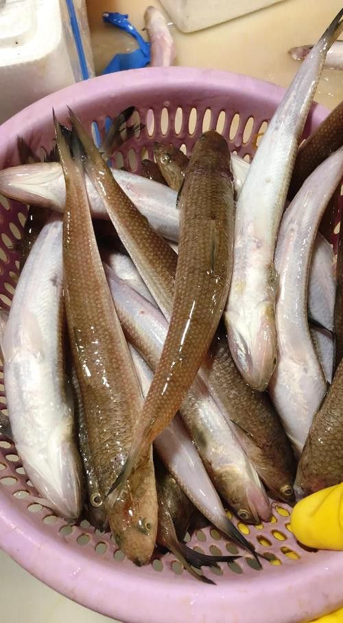 北海葵龍魚是什么魚種圖片