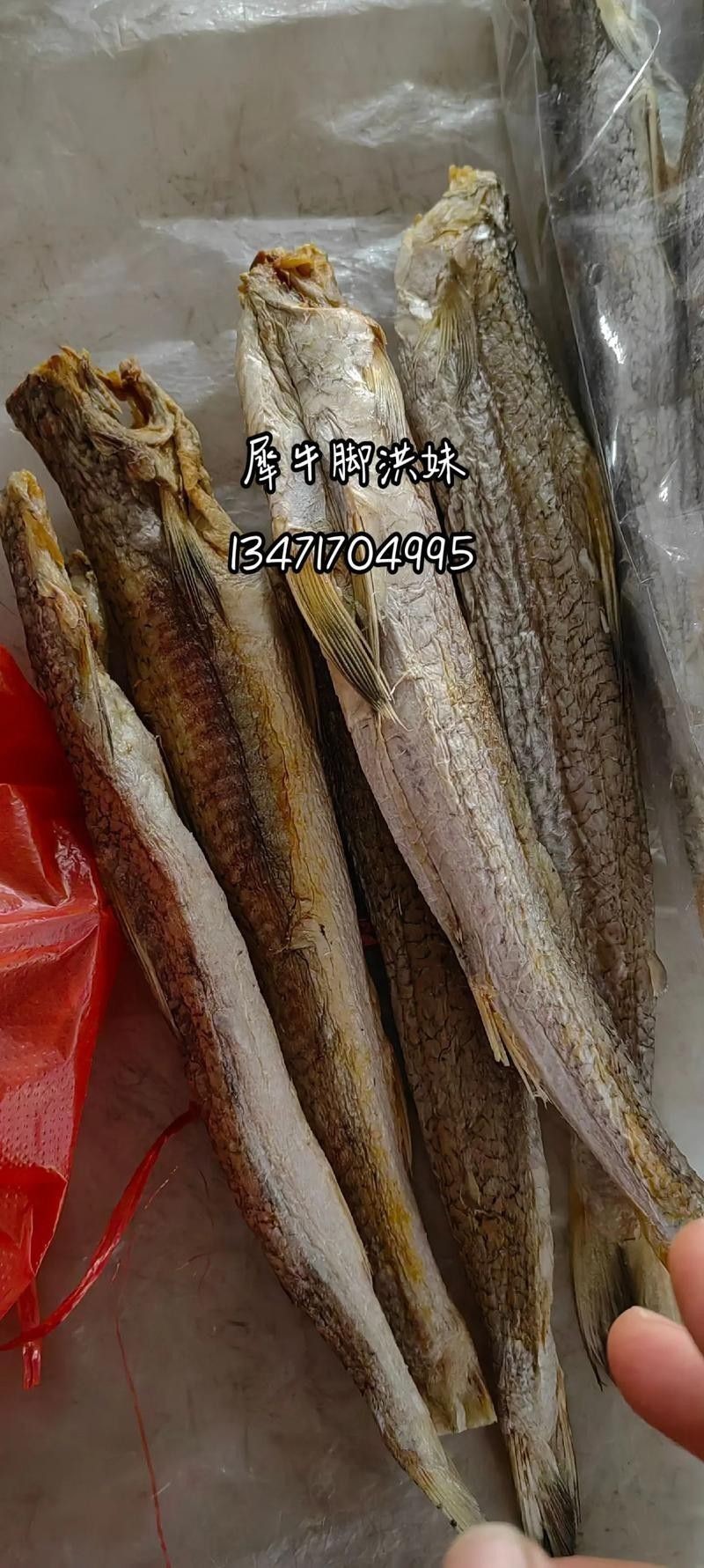 北海葵龍魚是什么魚種圖片