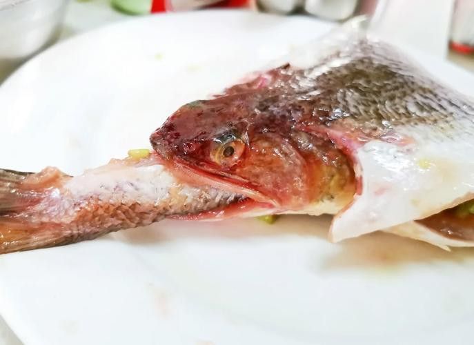 北海葵龍魚是什么魚種圖片