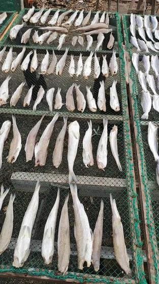 北海葵龍魚是什么魚種圖片