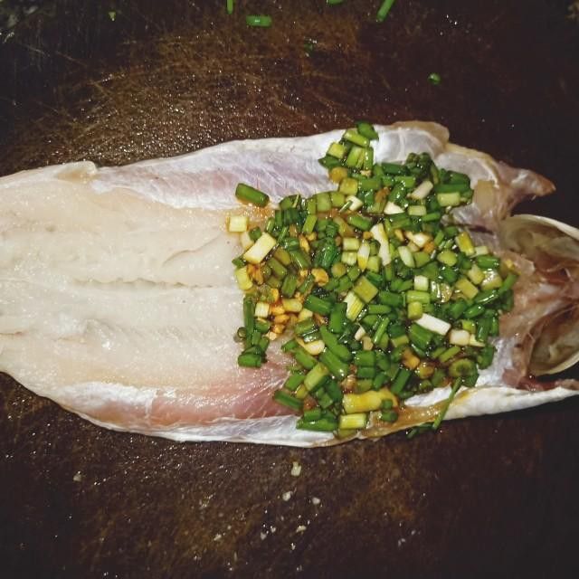 北海葵龍魚是什么魚種圖片