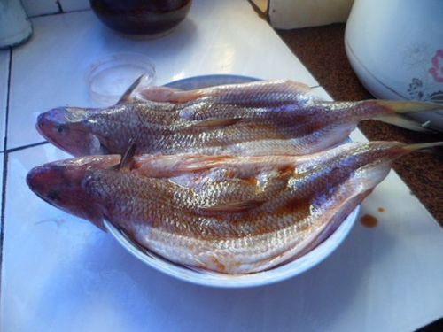 北海葵龍魚是什么魚種圖片