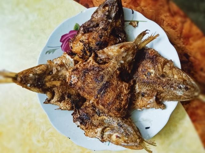 北海葵龍魚是什么魚種圖片