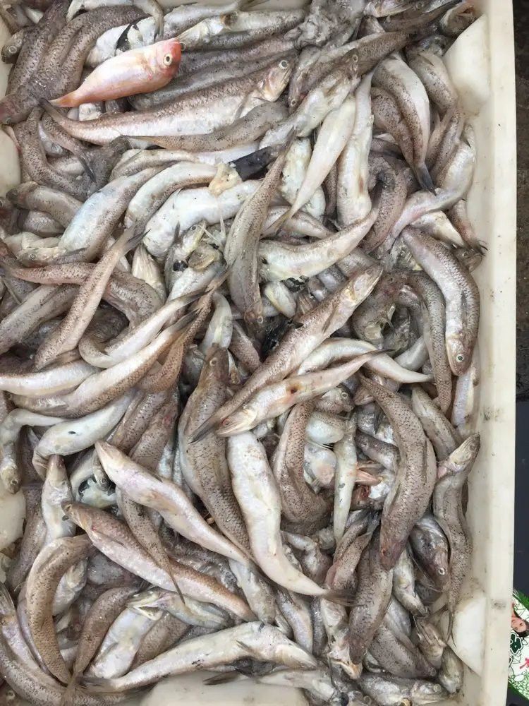 北海葵龍魚是什么魚種圖片