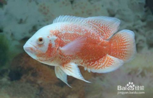 龍魚檢疫先做內寄還是外寄好：關于“龍魚檢疫先做內寄還是外寄好”的相關信息