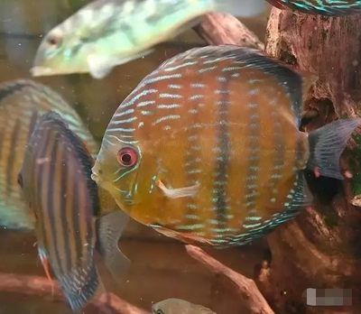 龍魚檢疫先做內寄還是外寄好：關于“龍魚檢疫先做內寄還是外寄好”的相關信息