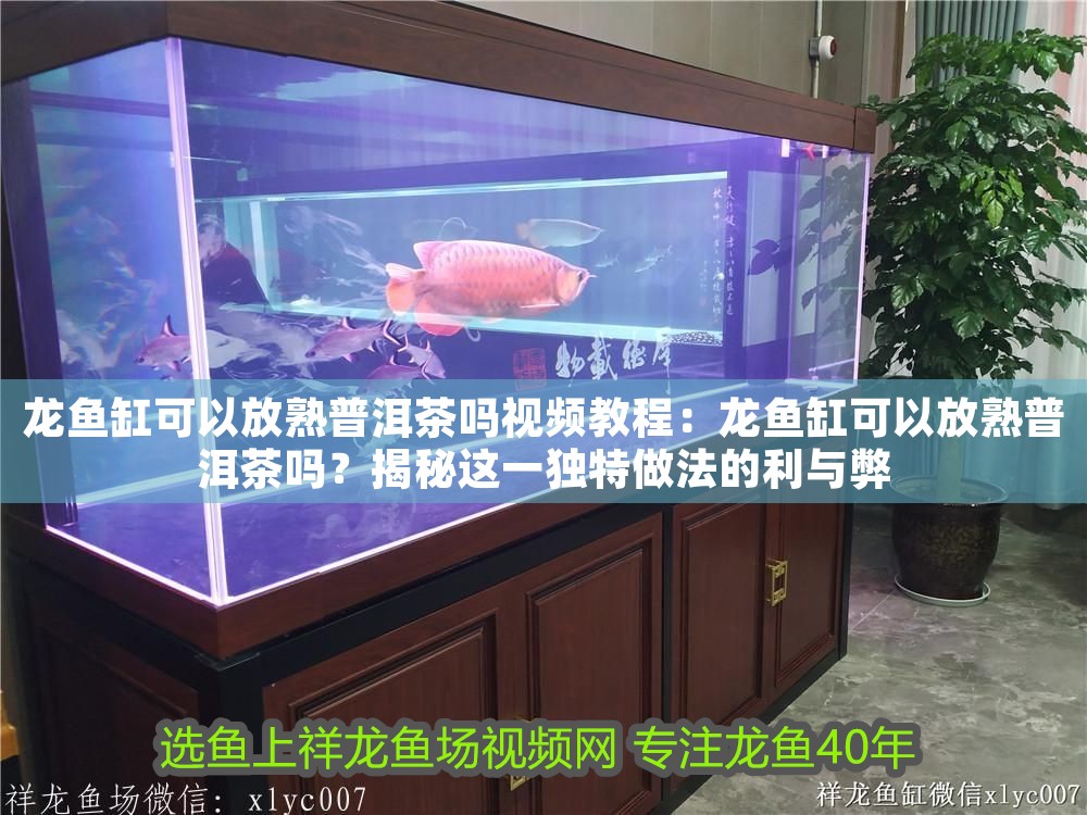 龍魚缸可以放熟普洱茶嗎視頻教程:龍魚缸可以放熟普洱茶嗎?揭秘這一獨特做法的利與弊 龍魚百科 第1張 龍魚缸可以放熟普洱茶嗎視頻教程:龍魚缸可以放熟普洱茶嗎?揭秘這一獨特做法的利與弊 龍魚缸可以放熟普洱茶嗎視頻教程:龍魚缸可以放熟普洱茶嗎?揭秘這一獨特做法的利與弊 龍魚百科 第1張