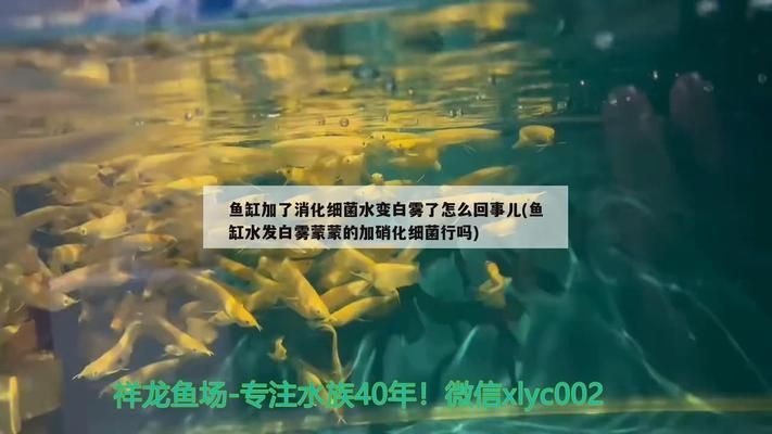 魚缸加了硝化細菌水變白霧了，如何正確添加硝化細菌