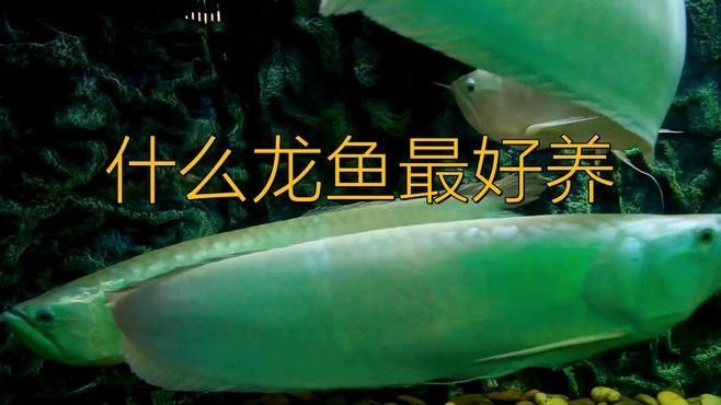 龍魚哪個品種便宜又好養
