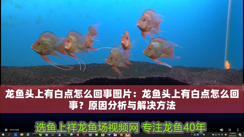 龍魚頭上有白點(diǎn)怎么回事圖片：龍魚頭上有白點(diǎn)怎么回事？原因分析與解決方法