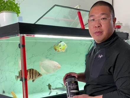 白子銀龍魚苗怎么喂食好養