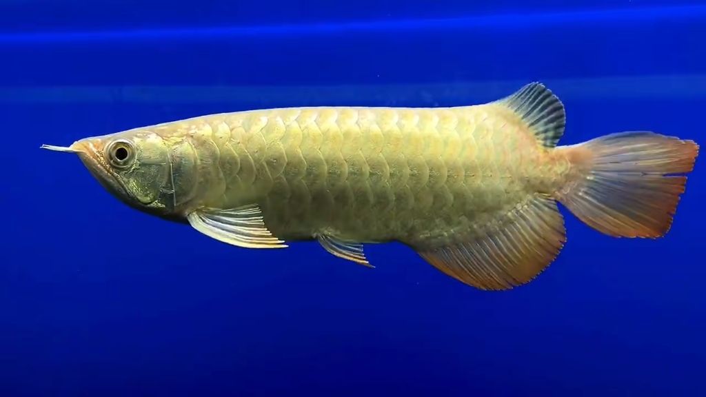金龍魚尾巴邊緣發白怎么辦：金龍魚尾巴發白怎么辦