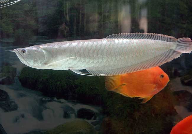 二斤的銀龍魚多少錢（銀龍魚價格銀龍魚多少錢一條銀龍魚多少錢一條）
