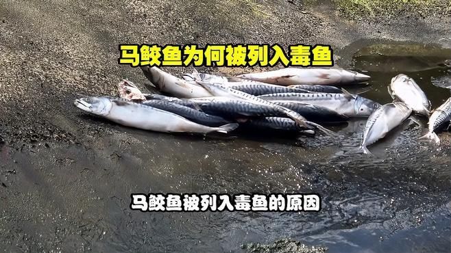 馬鮫魚盡量少吃的原因