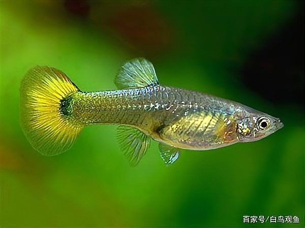 曼龍魚和銀龍魚哪個更適合新手？