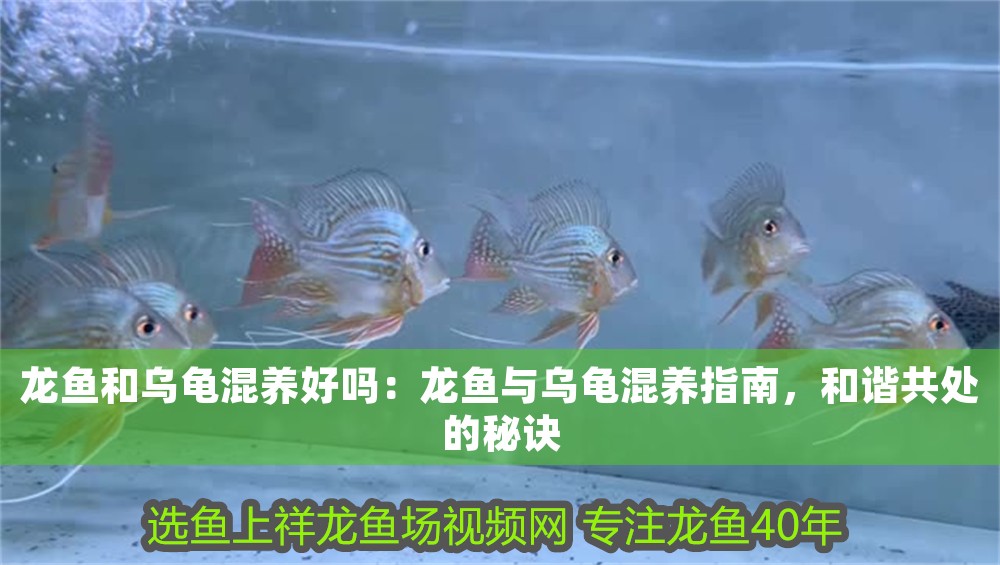 龍魚和烏龜混養(yǎng)好嗎：龍魚與烏龜混養(yǎng)指南，和諧共處的秘訣