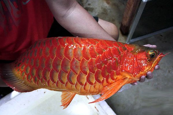 紅龍魚鱗片什么形狀的好看：紅龍魚鱗片什么形狀的好看紅龍魚鱗片什么形狀好看