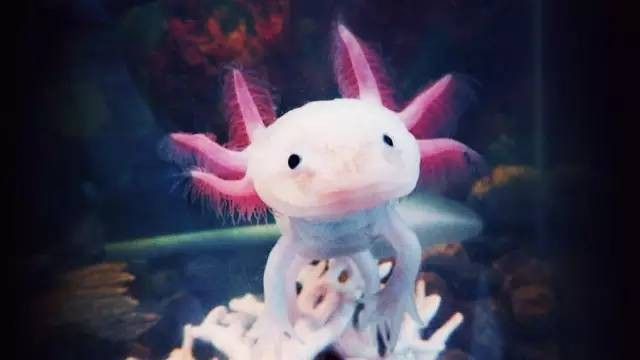 六角恐龍魚最大能長多長厘米