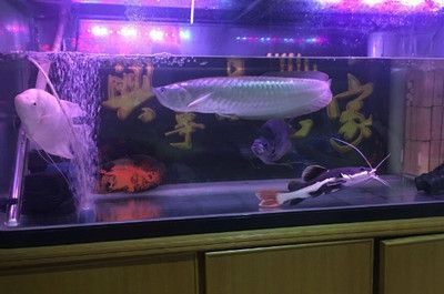 龍魚壓養能不能養回來：壓養的龍魚有可能恢復正常生長和發育的程度以及后期的飼養條件