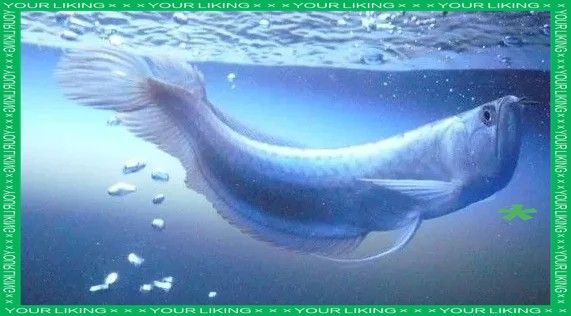 銀龍魚有點(diǎn)斜怎么回事 銀龍魚有點(diǎn)斜怎么回事 龍魚百科 第2張