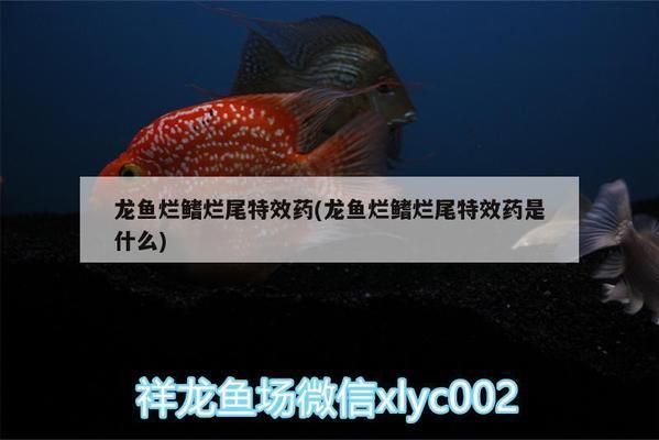 龍魚爛鰭爛尾特效藥，龍魚爛鰭爛尾特效藥的制備與應(yīng)用