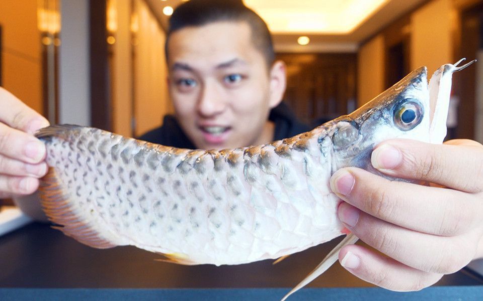 有哪些信譽商家銷售金龍魚？