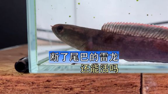 雷龍魚大戰食人魚：雷龍魚與食人魚的對決是一個引人注目的主題