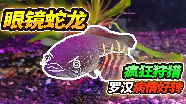 雷龍魚大戰食人魚：雷龍魚與食人魚的對決是一個引人注目的主題