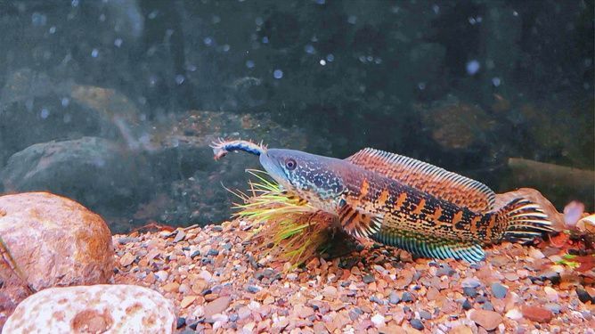 雷龍魚大戰食人魚：雷龍魚與食人魚的對決是一個引人注目的主題