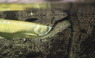 黃化銀龍魚有什么特征【黃化銀龍魚的獨特性狀】