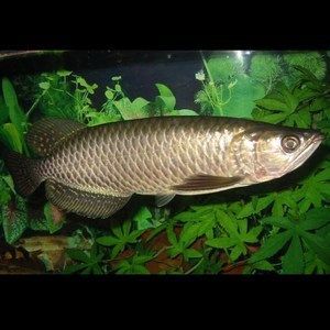 黃化銀龍魚有什么特征【黃化銀龍魚的獨特性狀】