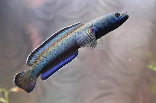 如何區分不同品種的雷龍魚