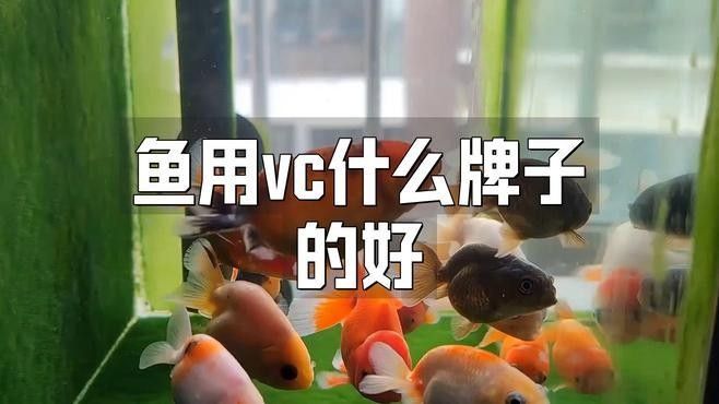 龍魚吃維生素哪個品牌好