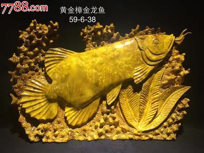黃金金龍魚多少錢（黃金金龍魚價格(金龍魚價格多少錢一只）