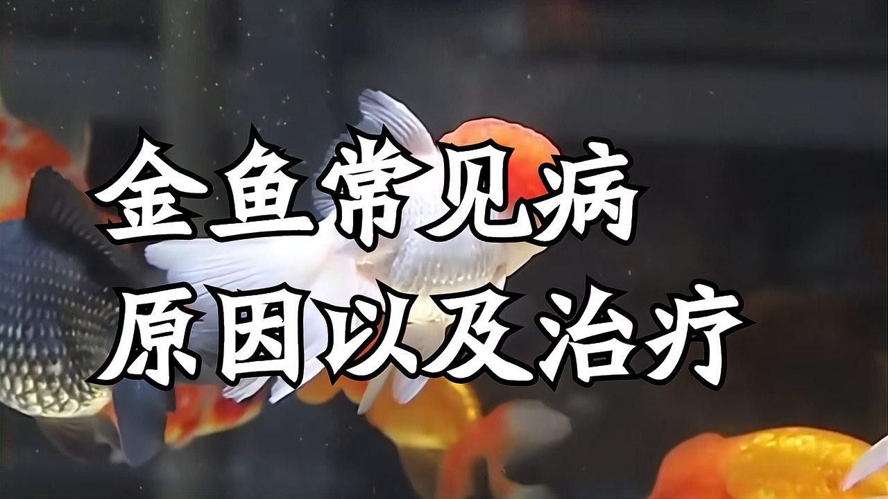 黑龍睛金魚有哪些常見疾病