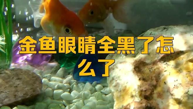 黑龍睛金魚有哪些常見疾病