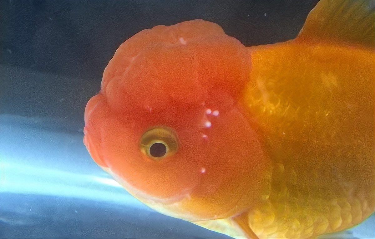 黑龍睛金魚有哪些常見疾病