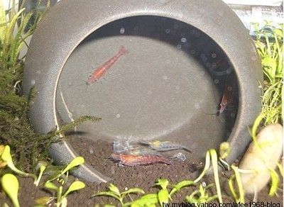 龍魚和斑馬魚混養好不好養活：龍魚和斑馬魚混養的相關信息