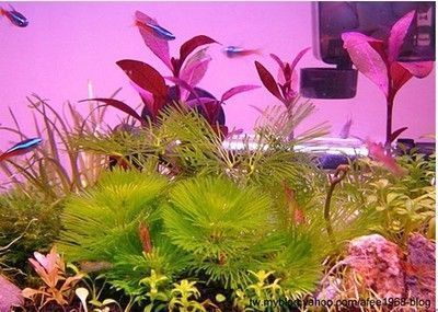 龍魚和斑馬魚混養好不好養活：龍魚和斑馬魚混養的相關信息