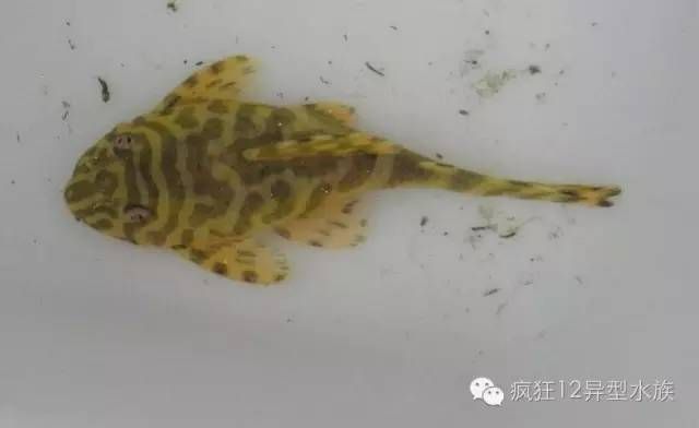 黃金斑馬繁殖環境布置，黃金斑馬魚的繁殖環境布置