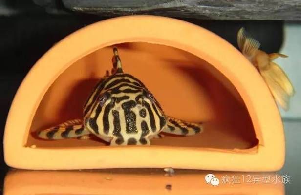 黃金斑馬繁殖環境布置，黃金斑馬魚的繁殖環境布置