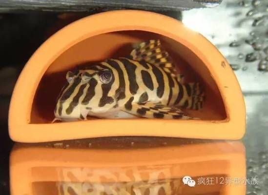 黃金斑馬繁殖環境布置，黃金斑馬魚的繁殖環境布置
