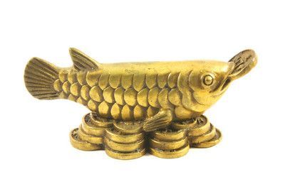 龍魚點金是什么樣子的：龍魚點金是什么樣子的詳情