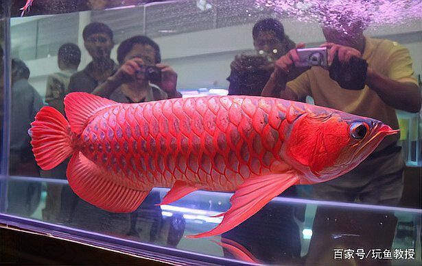 哪些人適合養金龍魚？