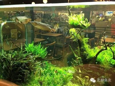 龍魚 造景（如何避免龍魚缸造景污染,龍魚缸造景的維護(hù)技巧）