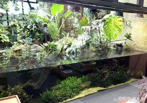 龍魚(yú) 造景（如何避免龍魚(yú)缸造景污染,龍魚(yú)缸造景的維護(hù)技巧）