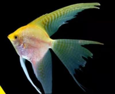 紅龍魚魚鰭短怎么回事（紅龍魚的魚鰭短可能是由于多種原因導致的，可能是多種原因導致的）