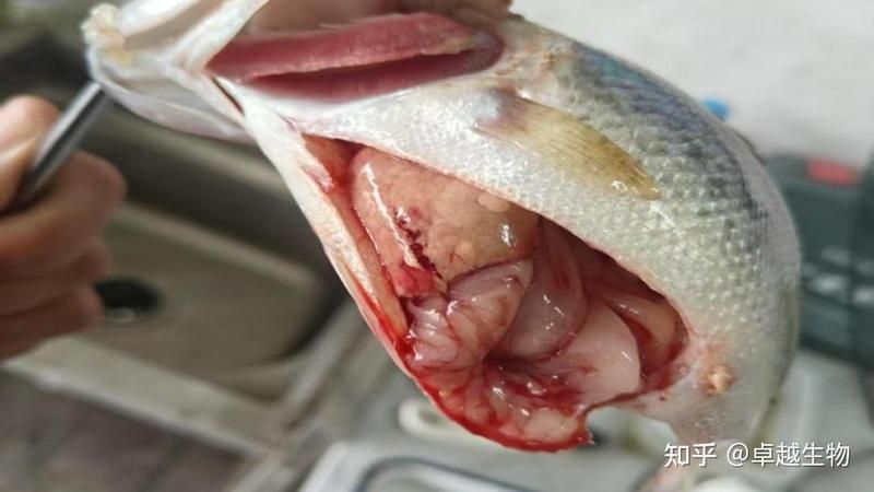 龍魚(yú)爛鰓 龍魚(yú)爛鰓 龍魚(yú)百科 第9張